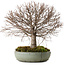 Zelkova serrata, 30 cm, ± 25 years old, with a nebari of 10 cm