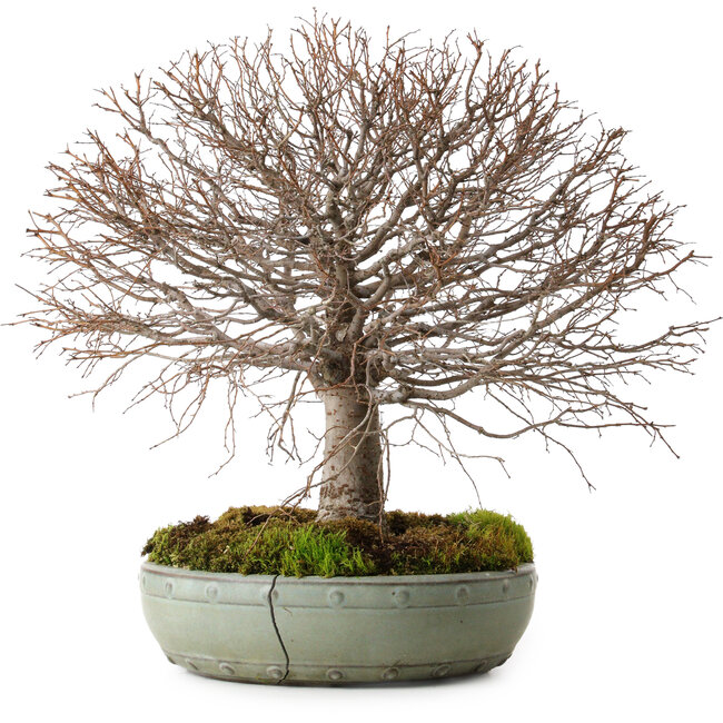 Zelkova serrata, 30 cm, ± 25 años, con un nebari de 10 cm