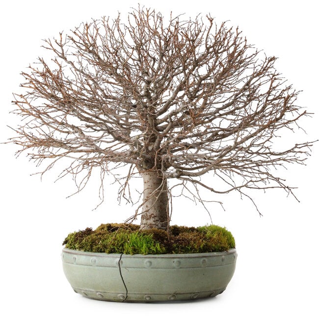 Zelkova serrata, 30 cm, ± 25 ans, avec un nebari de 10 cm