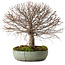 Zelkova serrata, 30 cm, ± 25 anni, con nebari di 10 cm