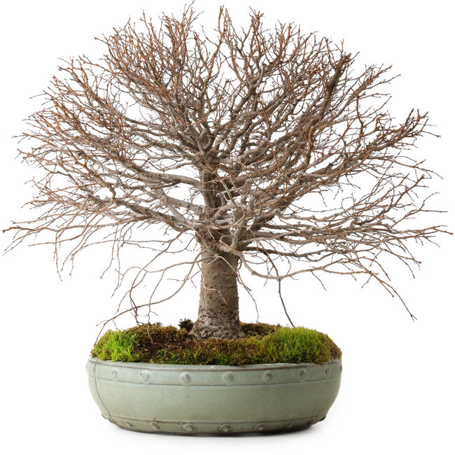 Zelkova serrata, 30 cm, ± 25 anni, con nebari di 10 cm