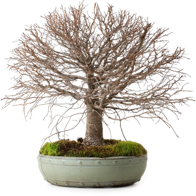 Zelkova serrata, 30 cm, ± 25 ans, avec un nebari de 10 cm