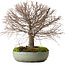 Zelkova serrata, 30 cm, ± 25 anni, con nebari di 10 cm