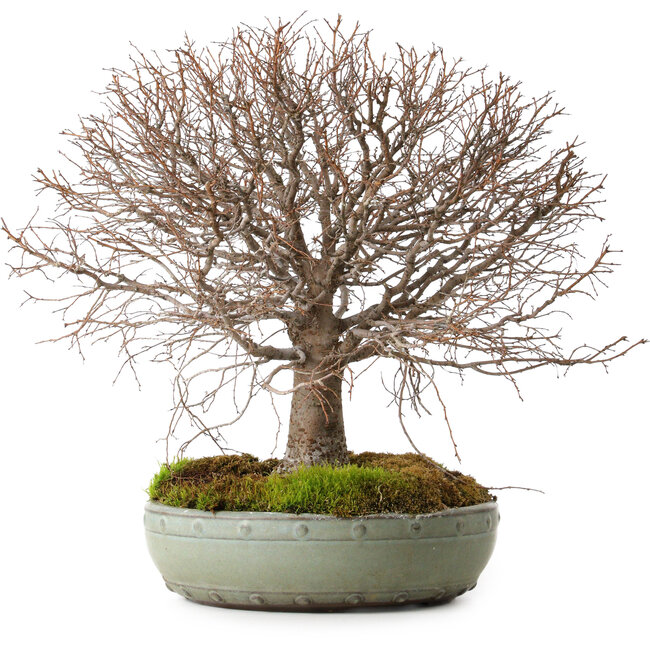 Zelkova serrata, 30 cm, ± 25 años, con un nebari de 10 cm