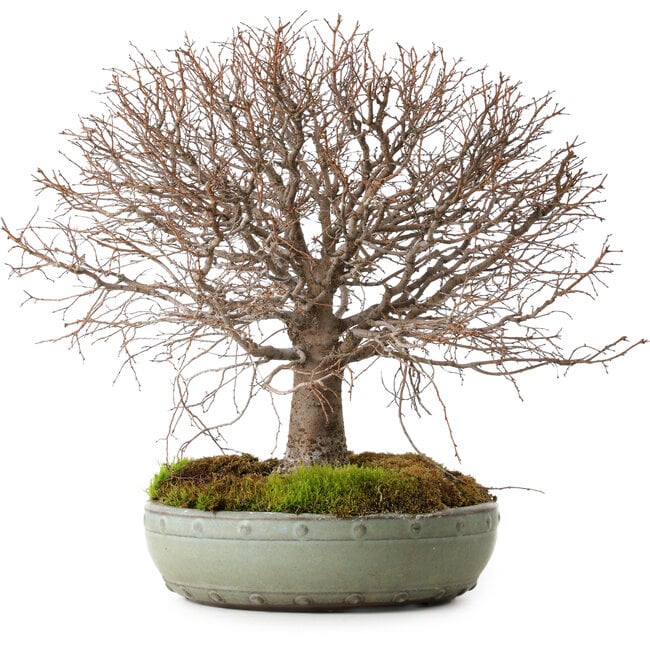 Zelkova serrata, 30 cm, ± 25 ans, avec un nebari de 10 cm