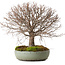 Zelkova serrata, 30 cm, ± 25 Jahre alt, mit einem Nebari von 10 cm