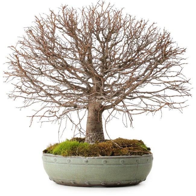 Zelkova serrata, 30 cm, ± 25 años, con un nebari de 10 cm