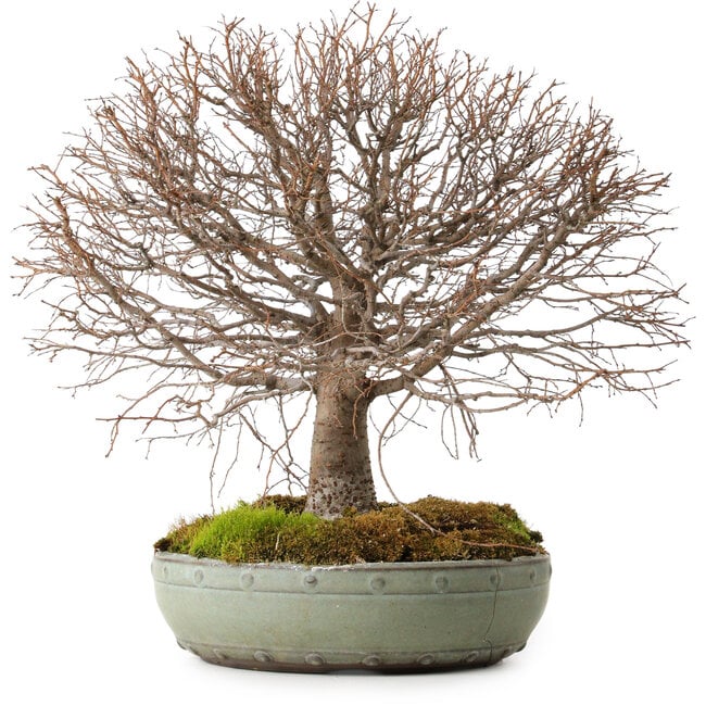 Zelkova serrata, 30 cm, ± 25 ans, avec un nebari de 10 cm