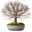Zelkova serrata, 30 cm, ± 25 Jahre alt, mit einem Nebari von 10 cm