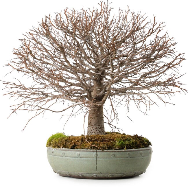 Zelkova serrata, 30 cm, ± 25 ans, avec un nebari de 10 cm