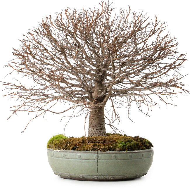 Zelkova serrata, 30 cm, ± 25 Jahre alt, mit einem Nebari von 10 cm