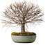 Zelkova serrata, 30 cm, ± 25 anni, con nebari di 10 cm
