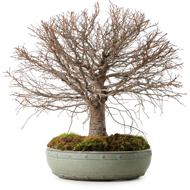 Zelkova serrata, 30 cm, ± 25 años, con un nebari de 10 cm