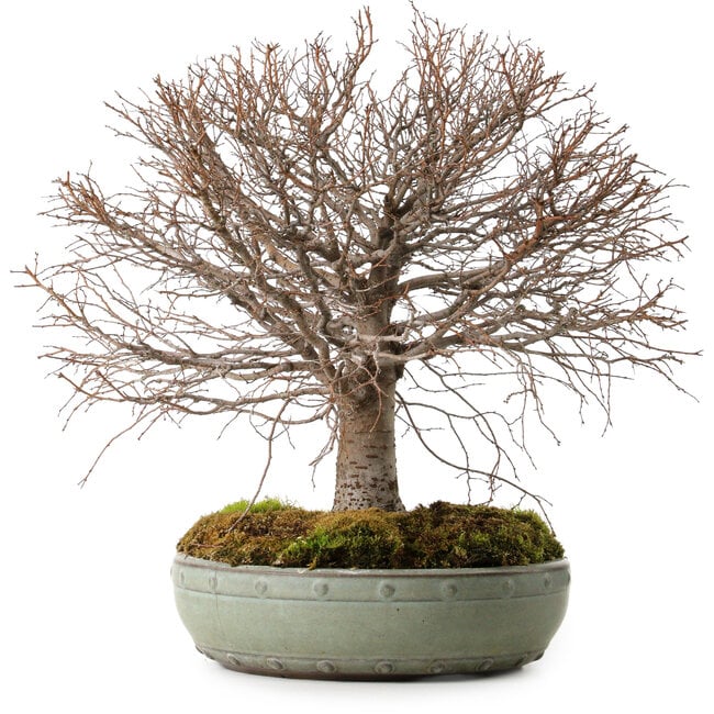 Zelkova serrata, 30 cm, ± 25 ans, avec un nebari de 10 cm