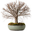 Zelkova serrata, 30 cm, ± 25 años, con un nebari de 10 cm