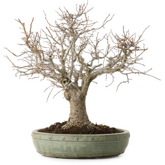 Zelkova serrata, 26 cm, ± 25 years old
