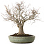 Zelkova serrata, 26 cm, ± 25 anni, con nebari di 7 cm