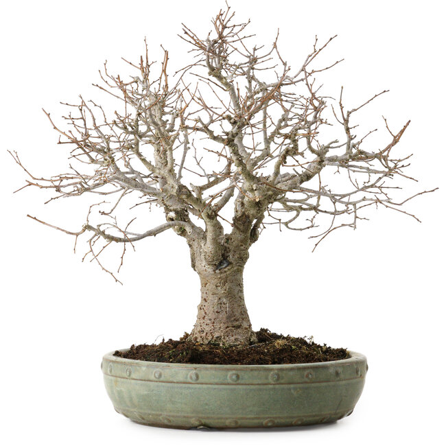 Zelkova serrata, 26 cm, ± 25 jaar oud, met een nebari van 7 cm