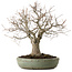 Zelkova serrata, 26 cm, ± 25 ans, avec un nebari de 7 cm