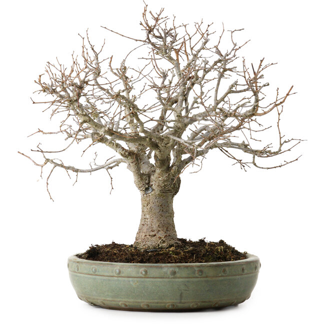 Zelkova serrata, 26 cm, ± 25 years old, with a nebari of 7 cm