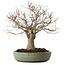 Zelkova serrata, 26 cm, ± 25 years old, with a nebari of 7 cm