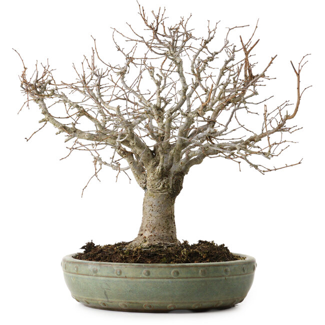 Zelkova serrata, 26 cm, ± 25 años, con un nebari de 7 cm