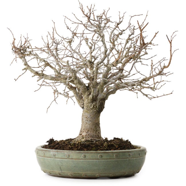 Zelkova serrata, 26 cm, ± 25 ans, avec un nebari de 7 cm