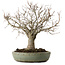 Zelkova serrata, 26 cm, ± 25 Jahre alt, mit einem Nebari von 7 cm