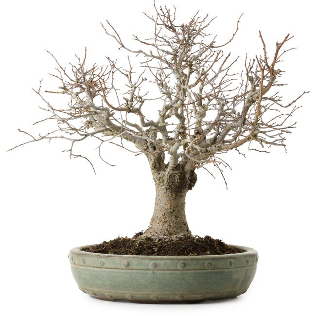 Zelkova serrata, 26 cm, ± 25 ans, avec un nebari de 7 cm