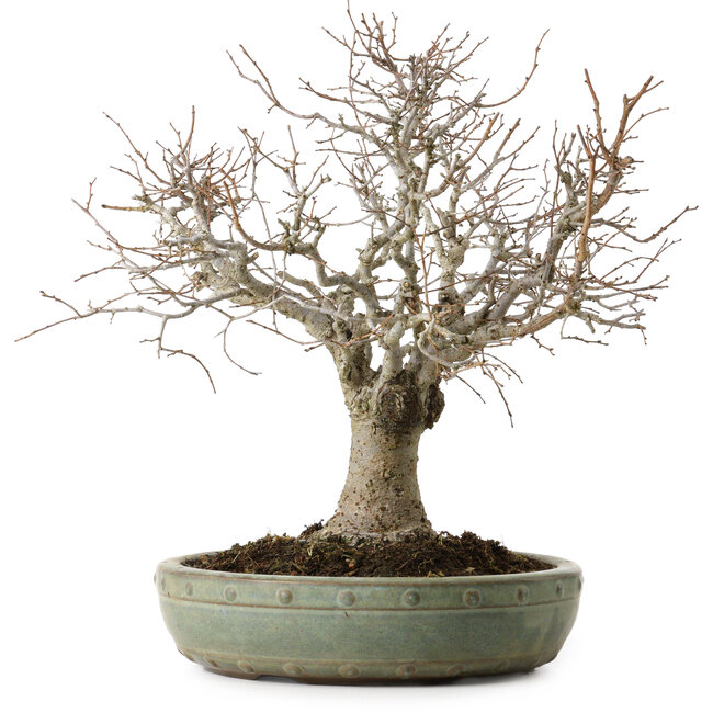 Zelkova serrata, 26 cm, ± 25 years old, with a nebari of 7 cm
