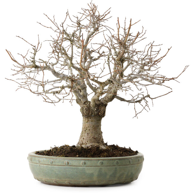 Zelkova serrata, 26 cm, ± 25 anni, con nebari di 7 cm