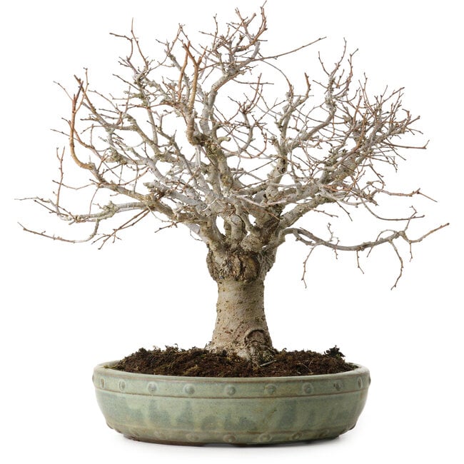 Zelkova serrata, 26 cm, ± 25 ans, avec un nebari de 7 cm