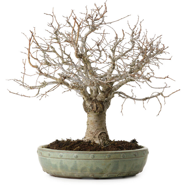 Zelkova serrata, 26 cm, ± 25 years old, with a nebari of 7 cm