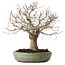 Zelkova serrata, 26 cm, ± 25 ans, avec un nebari de 7 cm