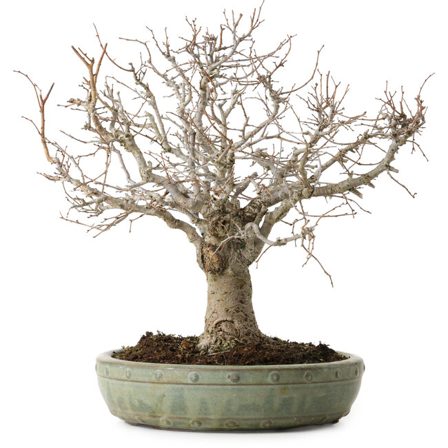 Zelkova serrata, 26 cm, ± 25 anni, con nebari di 7 cm