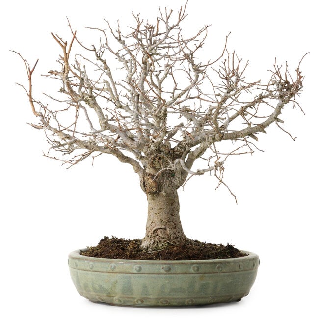 Zelkova serrata, 26 cm, ± 25 ans, avec un nebari de 7 cm
