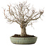 Zelkova serrata, 26 cm, ± 25 anni, con nebari di 7 cm