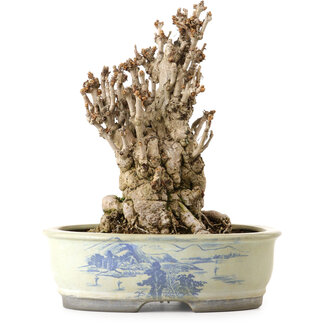 Ginkgo Biloba, 25 cm, ± 25 years old