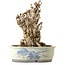 Ginkgo Biloba, 25 cm, ± 25 jaar oud, met een nebari van 14 cm.