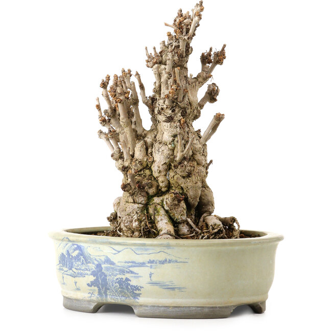 Ginkgo Biloba, 25 cm, ± 25 anni, con nebari di 14 cm