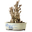 Ginkgo Biloba, 25 cm, ± 25 jaar oud, met een nebari van 14 cm.