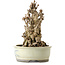 Ginkgo Biloba, 25 cm, ± 25 anni, con nebari di 14 cm