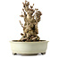 Ginkgo Biloba, 25 cm, ± 25 jaar oud, met een nebari van 14 cm.