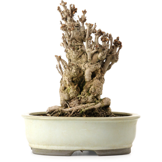 Ginkgo Biloba, 25 cm, ± 25 años, con un nebari de 14 cm