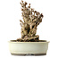 Ginkgo Biloba, 25 cm, ± 25 anni, con nebari di 14 cm