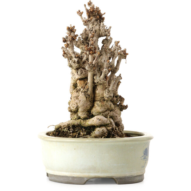 Ginkgo Biloba, 25 cm, ± 25 anni, con nebari di 14 cm
