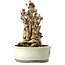 Ginkgo Biloba, 25 cm, ± 25 anni, con nebari di 14 cm