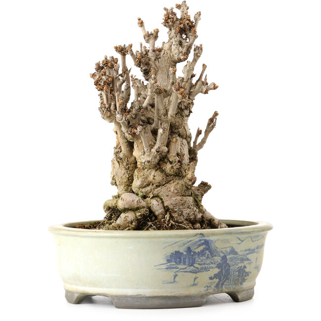 Ginkgo Biloba, 25 cm, ± 25 anni, con nebari di 14 cm