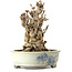 Ginkgo Biloba, 25 cm, ± 25 años, con un nebari de 14 cm