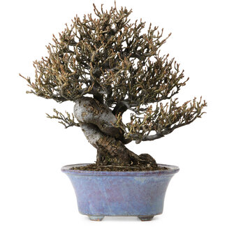 Shuhou Elaeagnus Punguns, 20 cm, ± 15 ans